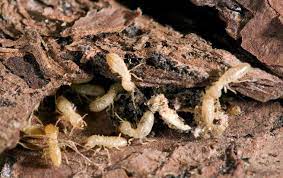 Does Mulch Attract Termites Miche