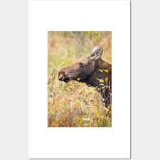 Moose Posters And Art Prints