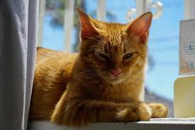 Things To Know About Orange Tabbies