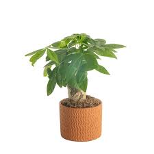 Costa Farms Pachira Money Tree Indoor