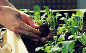 Growing African Vegetables On Buildings