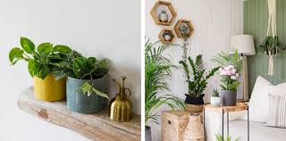 Plants For Your Bedroom