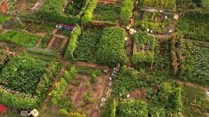 Community Garden Stock Footage