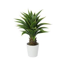 Tall Indoor Plant Decoration Realistic