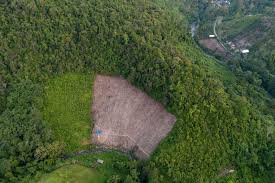 Deforestation In Indonesia Spiked Last