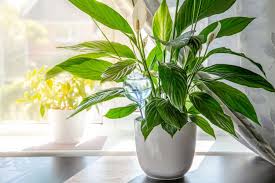 The Best Low Light Indoor Plants