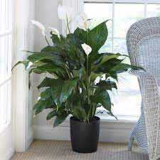 Grow And Care For Peace Lily Plants