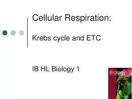 Ppt Cellular Respiration Krebs Cycle