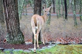How To Keep Deer Out Of The Garden