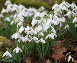 When To Plant Spring Bulbs A