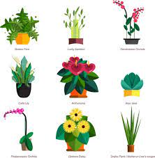 Houseplants Indoor And Office Plants