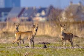 Deer In Urban Areas