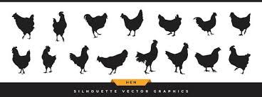 Hen Vector Art Icons And Graphics For