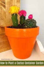 How To Plant A Cactus Container Garden