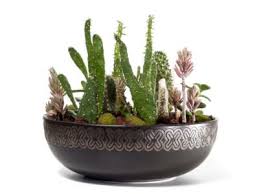 Maintaining Dish Garden Cacti How To