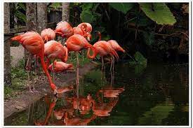 Flamingo Gardens Is One Of The Very