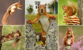 Photos Of Native Squirrels Most Of Us