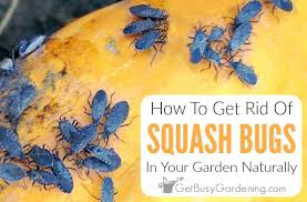 Squash Bugs Naturally Using Organic