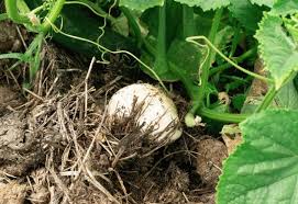 Mushrooms Growing In Your Garden Here