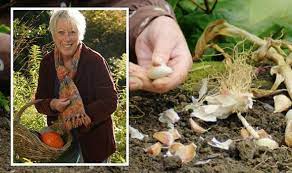Klein Shares How To Plant Garlic