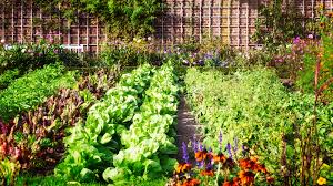 Easy Organic Gardening Practices