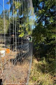 Options For Deer Fencing Berries