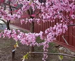 Intro To Trees Of Indiana Redbud