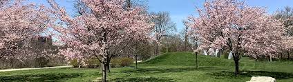Jackson Park Cherry Blossoms Chicago