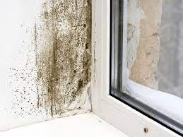How To Prevent Mold