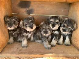 Miniature Schnauzer Puppies Dogs