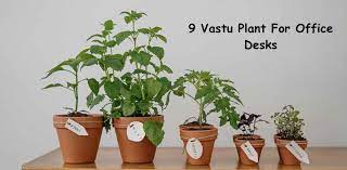 Top 9 Vastu Approved Plants For Office