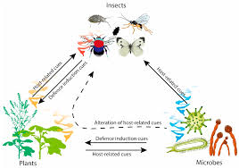 deciphering plant insect microorganism