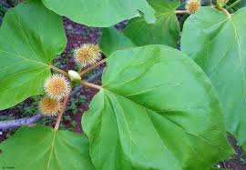 Gifting Trees The Yellow Teak