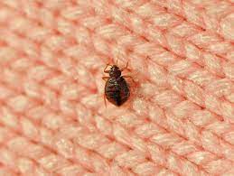 Paris Bedbug Infestation