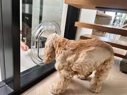 Dog Doors Installers Sydney Sydney