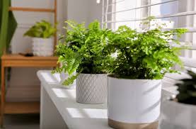 Indoor Plants Can Quickly Remove