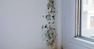 Remove Mould From Windows