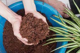 Gardening On Sandy Soil 4 Ways To