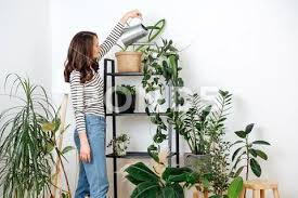 Young Woman Watering House Plants On