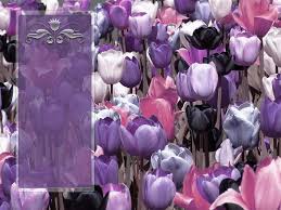 Tulip Field With Icon Panel I Lilac