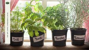 Growing Herbs Indoors In The Uk