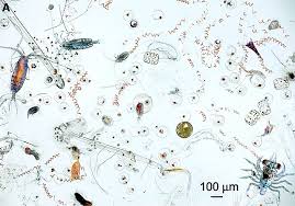Plankton Wikipedia