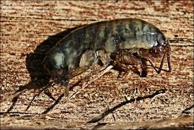 Land Hopper Arcitalitrus Sylvaticus