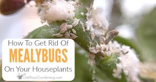 Get Rid Of Mealybugs On Houseplants