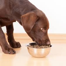 Are Peas In Common Dog Foods