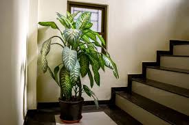 Dieffenbachia Dumb Cane All You Need