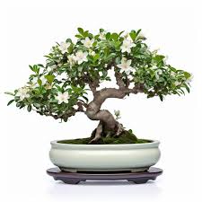 White Jasmine Bonsai Tree