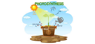Diagram Of Photosynthesis Geeksforgeeks
