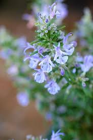 Mediterranean Garden Plants
