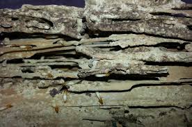 Carib Pest Control Anti Termite